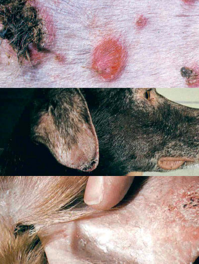 Fotos: Dermatologia clínica de cães e gatos, Ton Willemse, página 42